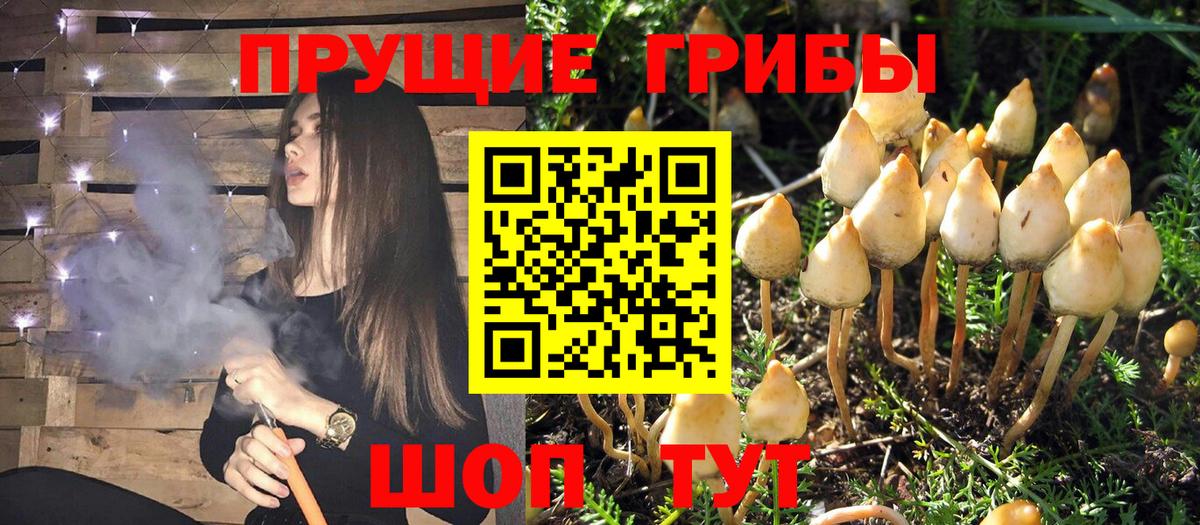 Иркутск  Псилоцибиновые грибы мицелий  дарнет шоп  Вход с VPN 